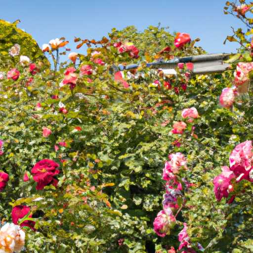 Top Tips for Pruning Rose Bushes Like a Pro